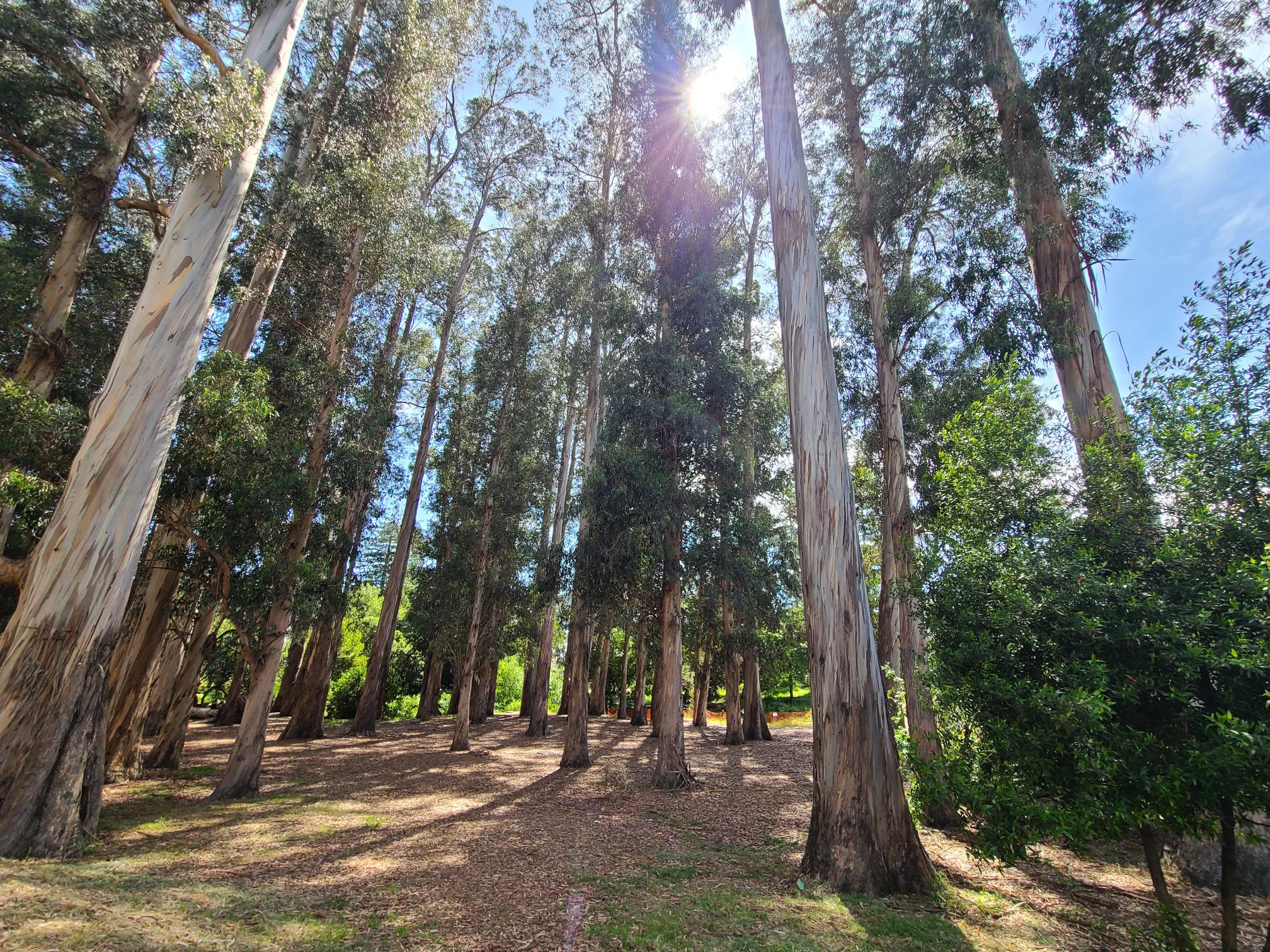 Eucalyptus grove in Berkeley, CA.