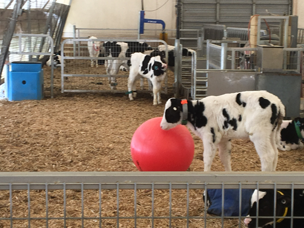 A dairy calf playing with a ball.